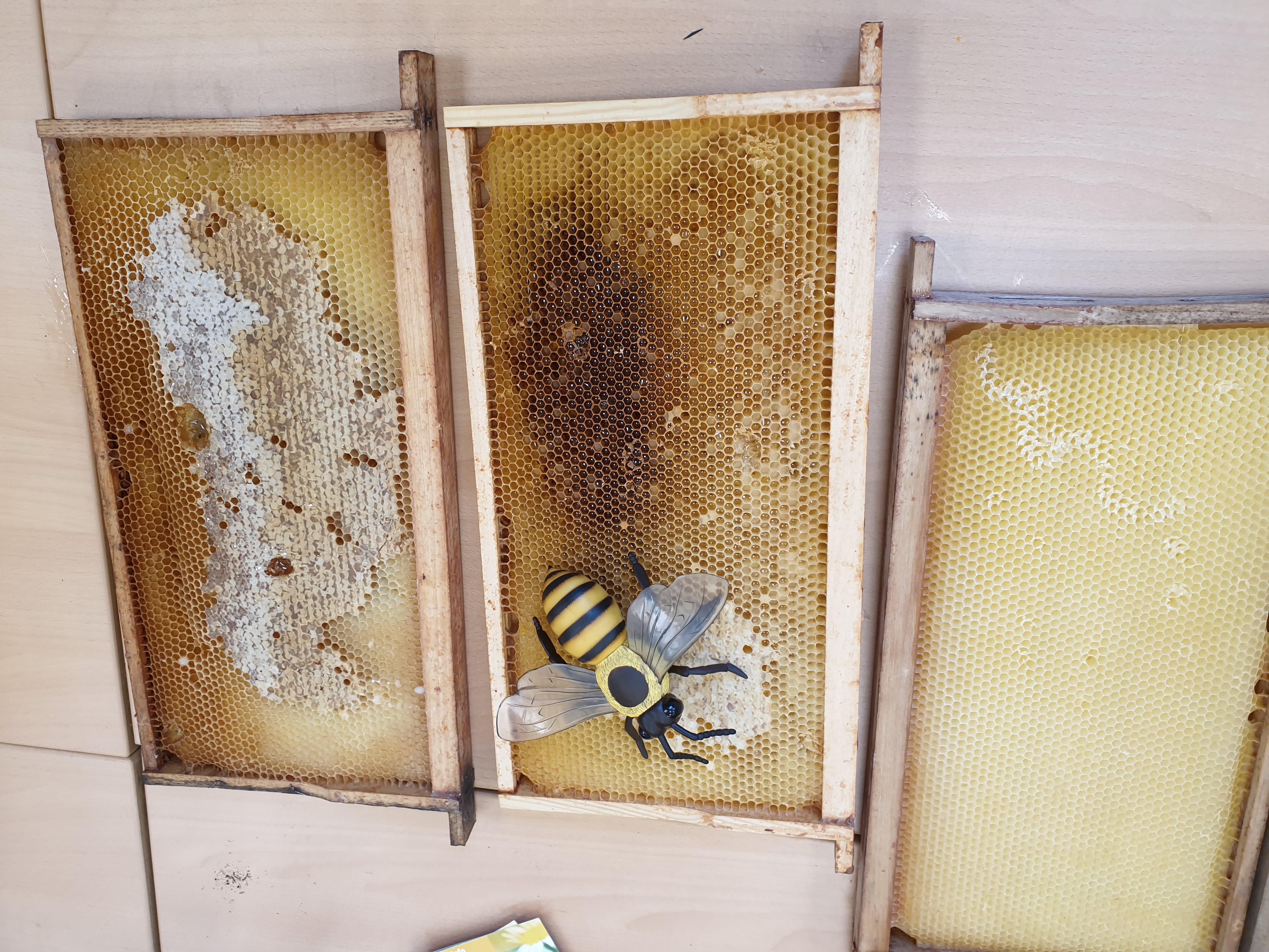 Die Arbeit der Bienen bewundern